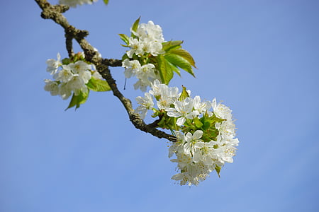 Cherry blossom, gren, hvid, blomster, træ, blomstring kvist, Hæg