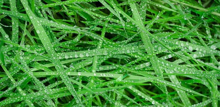 zelena, trava, mokro, kapi, kiša, vode, tekstura
