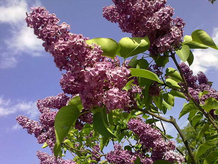 natural, Violet, lilás, na, Primavera, lilás de verão