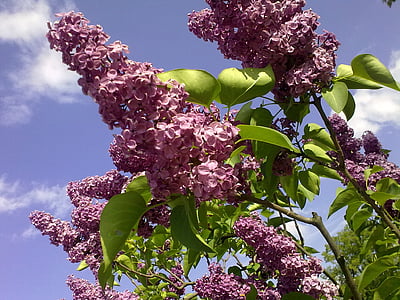 naturlige, Violet, lilla, på, forår, sommer lilla