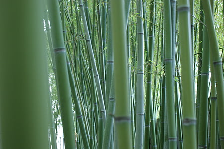 bambú, tiges, bosc de bambú, canyes de bambú, verd, fora, planta