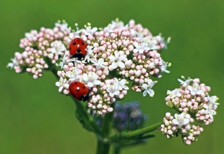 Ladybug, floare, floare, Gândacul, natura, floare, insectă