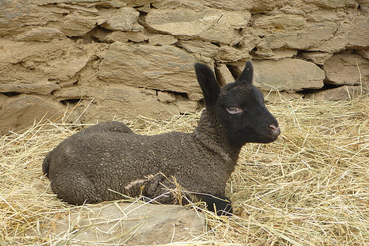 lamb, clunforest