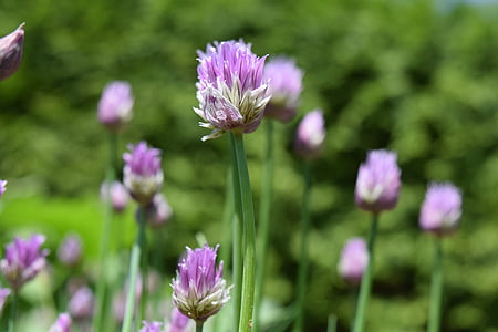 chives, blossom, bloom, close, purple, chive flowers, nature