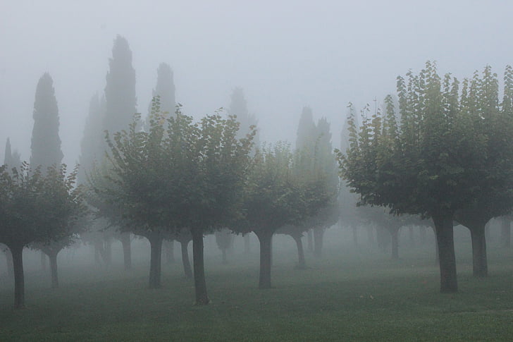 mist, cypress, atmosphere, background