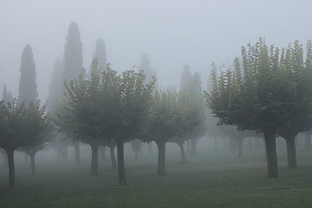 kabut, Cypress, suasana, latar belakang