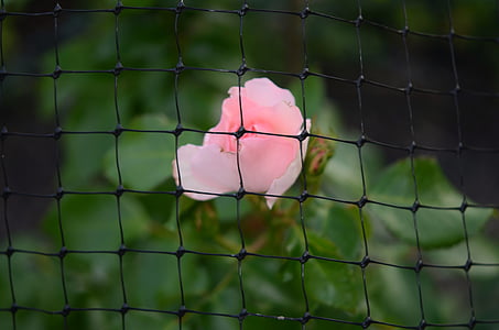 fence, grid, pink, rose, nature, flower, floral