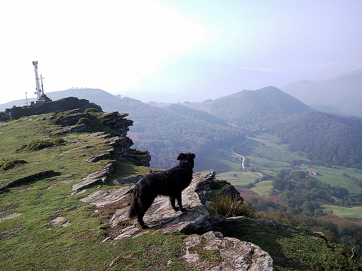 kalnų, šuo, kraštovaizdžio, naminių gyvūnėlių, ant kalno
