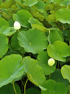Lótus, folha de lótus, broto, planta aquática, Lagoa