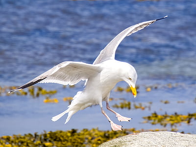 gaviota argéntea, Seagull, pájaro, pájaro del agua, naturaleza, animal