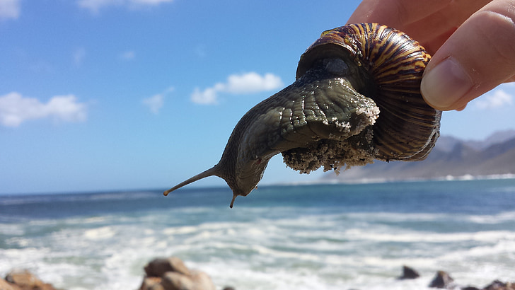snail, sea, waves, nature, animal, water, shell
