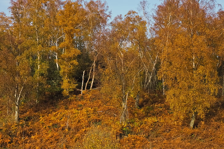 Есен, природата, дървета, пейзаж, гора, farbenspiel, листа