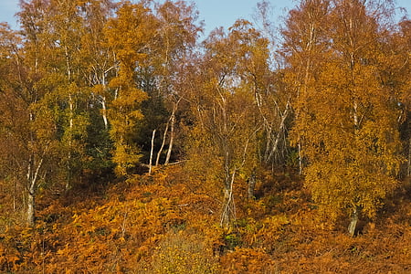 jesień, Natura, drzewa, krajobraz, lasu, Farbenspiel, pozostawia