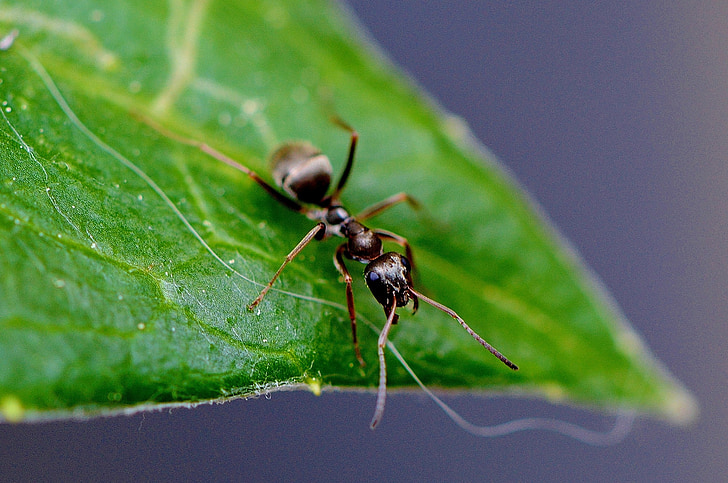 мравка, листа, насекоми, природата, затвори