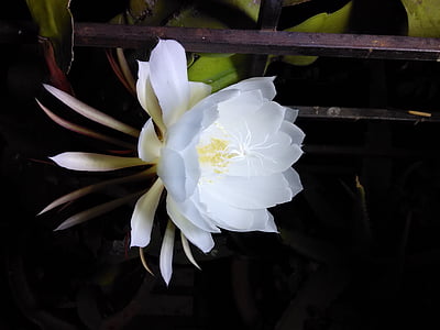 flower, bramhakamal flower, annual blossom, white flower, scented flower, flower closeup, nature
