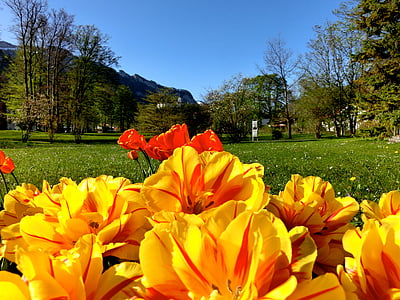 tulipas, flores, primeiro plano, Aschau, Chiemgau, céu, hohenaschau