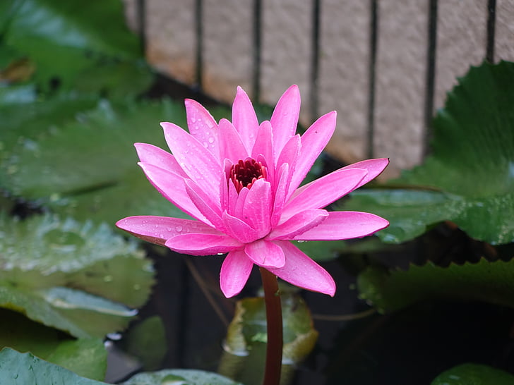 Lotus, wczesnym rankiem, rosy, różowy, kwiat, kolor różowy, jedno zwierzę