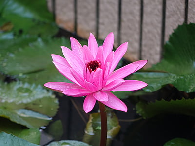 lotus, early in the morning, dew, pink, flower, pink color, one animal