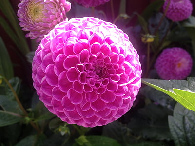dahlia, flower, pinks, floral, colourful, color, bright