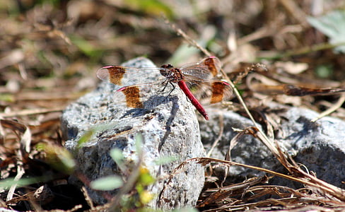 Dragonfly, röd trollslända, sten, hösten, torrt gräs, tvåvingar, insekt