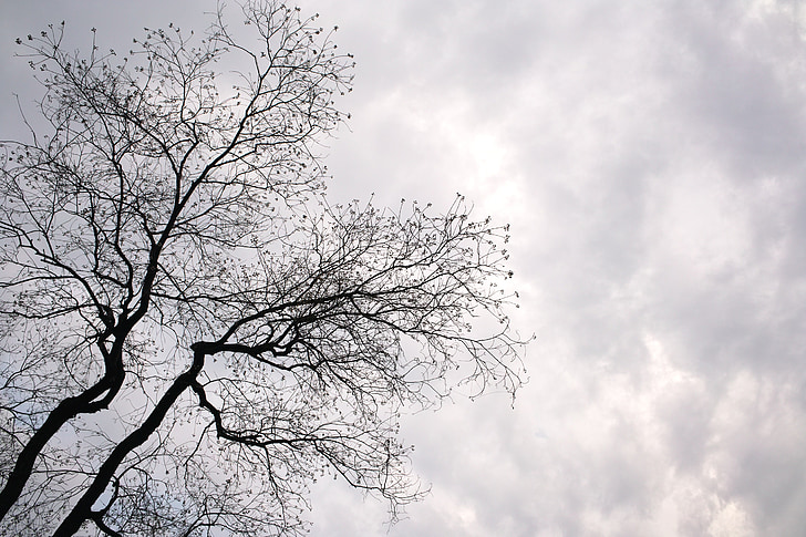 pohon, monokrom, pemandangan, awan
