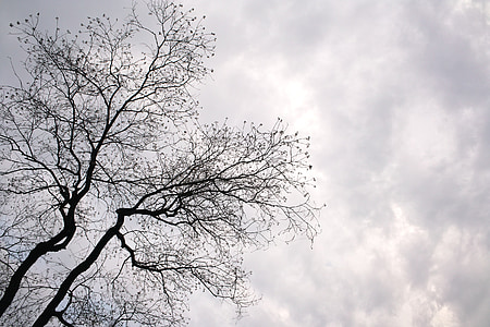 cây, đơn sắc, cảnh quan, đám mây