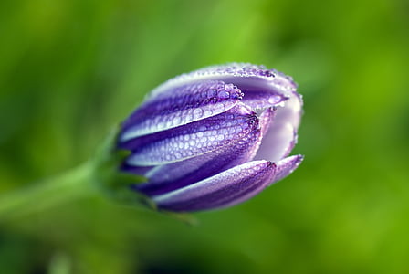 african daisy, bud, close-up, dew, flower, macro, nature