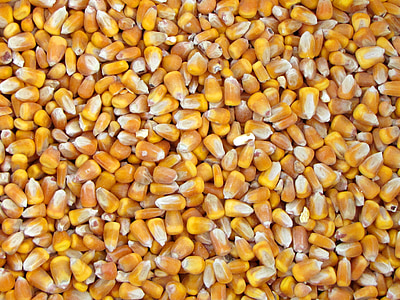 majs, vegetabilsk høst, gul, spise, ernæring, landbrug