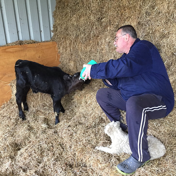 feeding calves, farm, baby calf, animal, feeding, agriculture, livestock