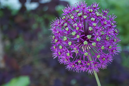 vijolična, cvet, Globinska ostrina, Allium pešce in majhnih vozilih, rastlin