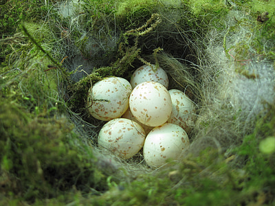새의 둥지, 중첩 장소, 둥지, 달걀, 가슴 둥지