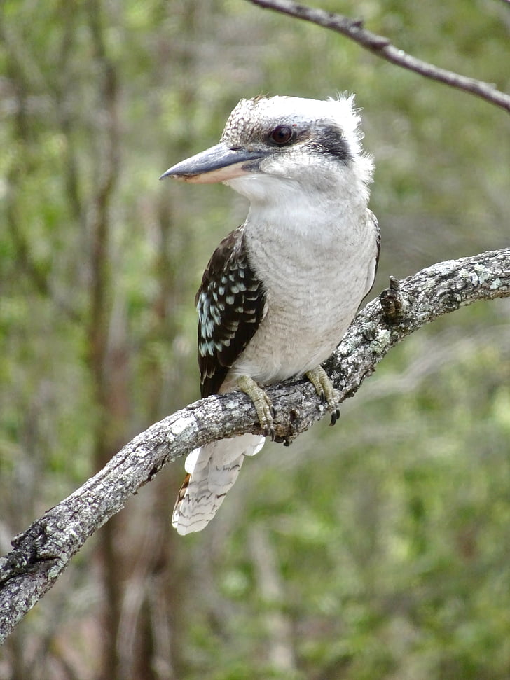 Kookaburra, Austrália, Kingfisher, Príroda, voľne žijúcich živočíchov, vták, posedenie
