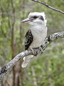 Kookaburra, Australie, Martin-pêcheur, nature, faune, oiseau, assis