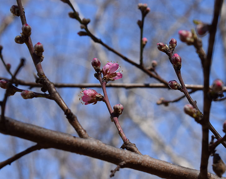 Peach blossom rügyek megnyitásával, őszibarackfa, bud, Blossom, virág, Bloom, tavaszi