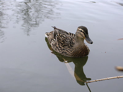 duck, pond, nature, wild, bird, water surface, water