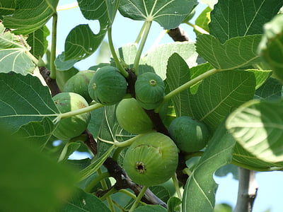 figues sèches, Smokin, fruits, fruits