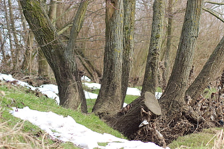 ต้นไม้, กางเกง, ฤดูหนาว, หิมะ, ชนบท, วูดแลนด์, ธรรมชาติ