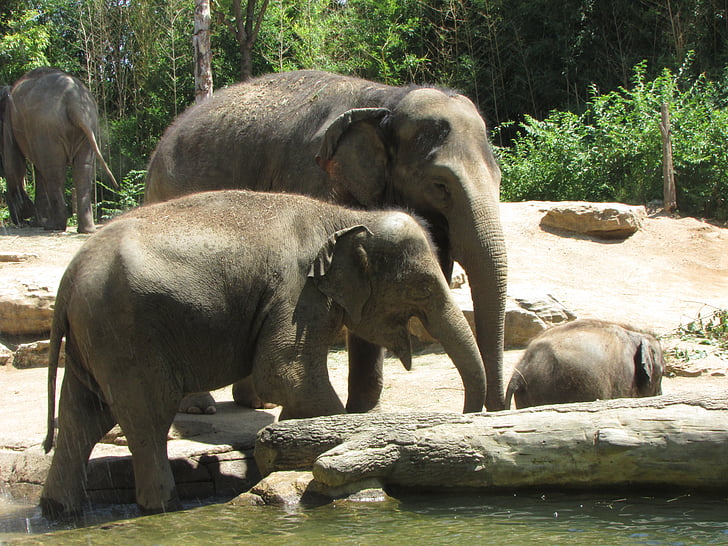 elephant, family, zoo