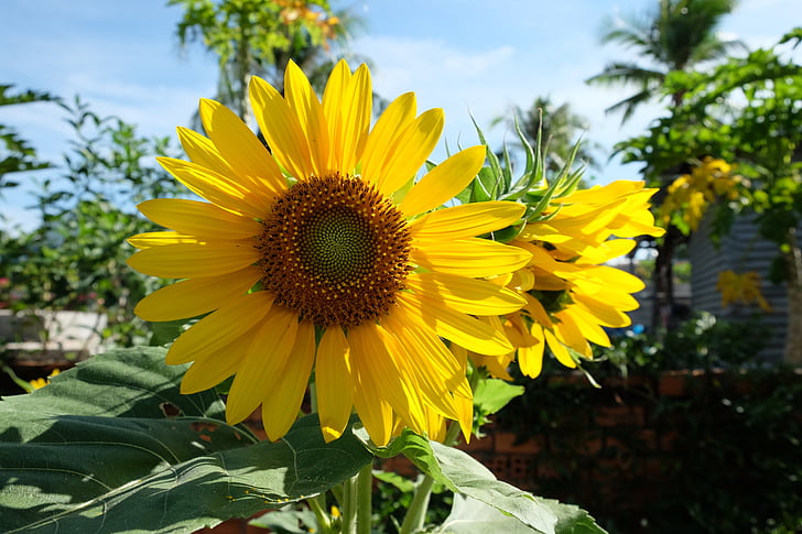 flower, sunflower, gold