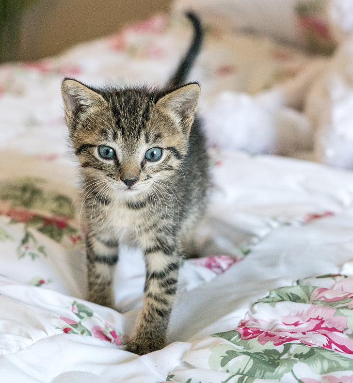 kitten, newborn, cat, foster, cute, fur, domestic