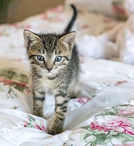 Kitten, pasgeboren, kat, bevorderen, schattig, bont, binnenlandse