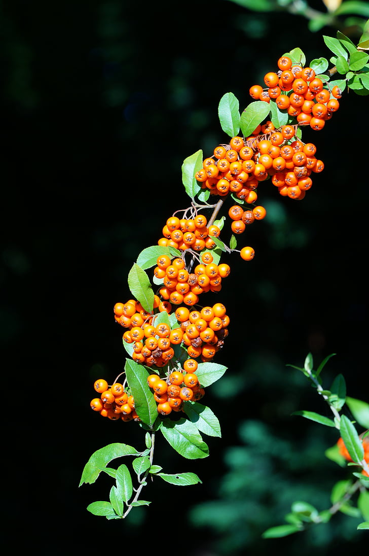 firethorn, pyracantha, orange, green, black, fruits, nature