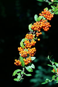 firethorn, Pyracantha, narancs, zöld, fekete, gyümölcsök, természet