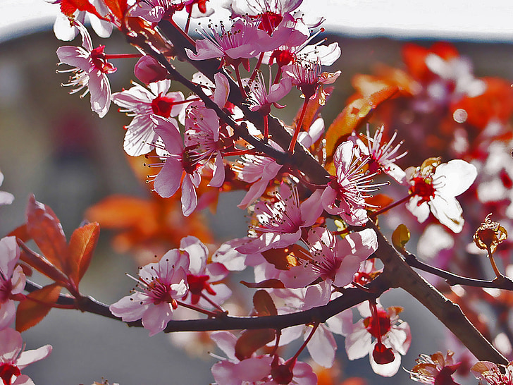 blood plum, nature, blossom, bloom, spring, tree