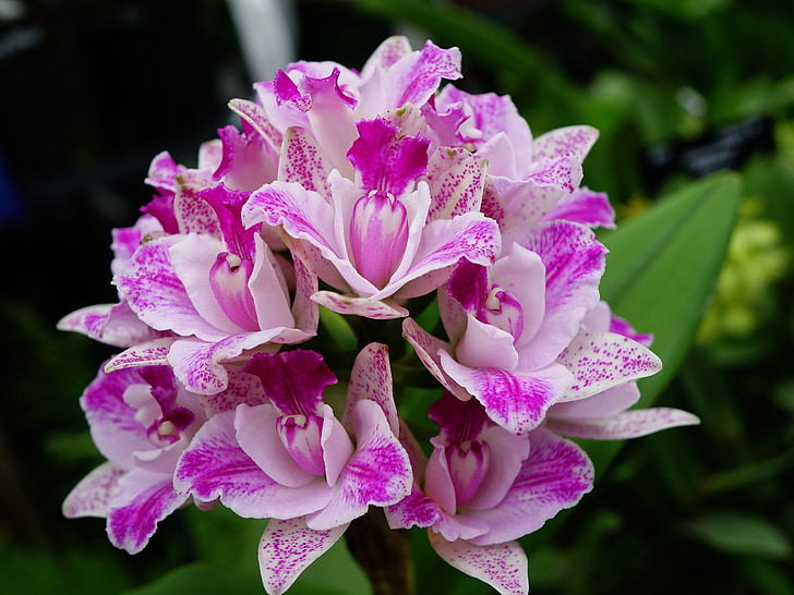 orquídies, flor, floral, flor, branca, close-up, verd