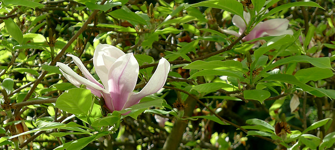 magnolijas, Pavasaris, viena puķe