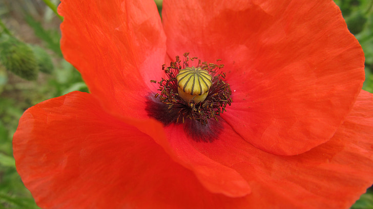 Poppy, klatschmohn, bunga opium, merah, poppy merah