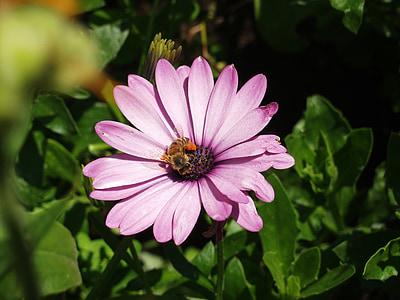 Blossom, mekar, ungu, lebah, mengumpulkan, serbuk sari, alam