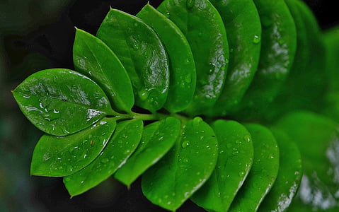 leaves, green, nature, droplets, drops of water, rain drops, moist