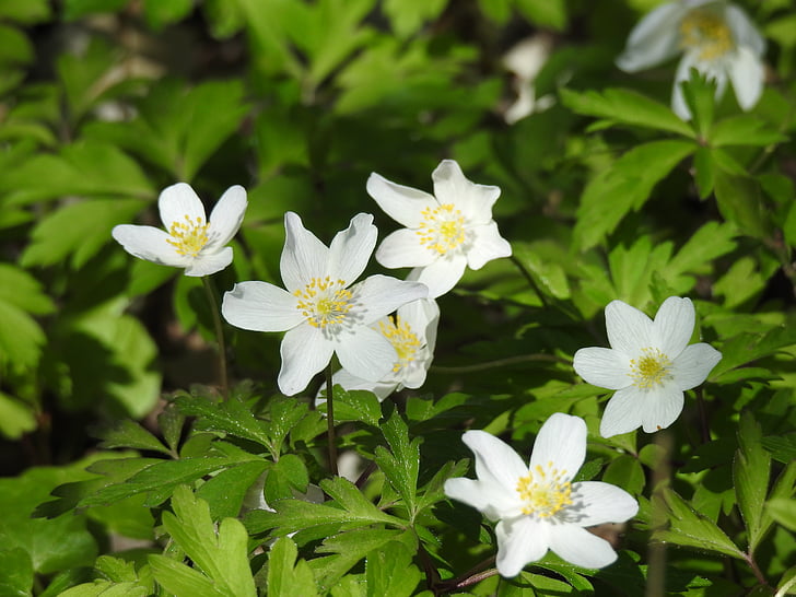 květ, bílá, Příroda, květ, Bloom, jaro
